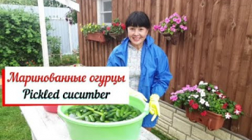 Маринованные огурцы. Pickled cucumber. Засолка огурцов ночью.